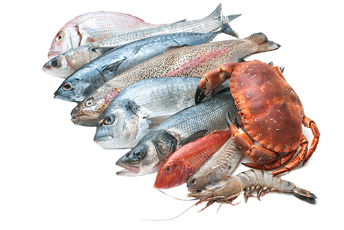fish
